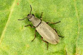 Attēlu rezultāti vaicājumam “Dasytidae”