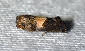 Attēlu rezultāti vaicājumam “Epiblema grandaevana”