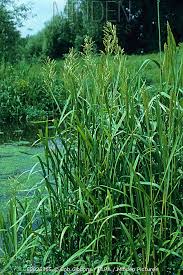 Attēlu rezultāti vaicājumam “Glyceria maxima”