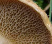 Attēlu rezultāti vaicājumam “Suillus bovinus”