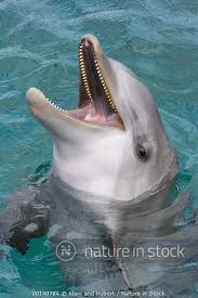 Image result for Tursiops truncatus