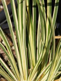 Attēlu rezultāti vaicājumam “Cychramus variegatus”