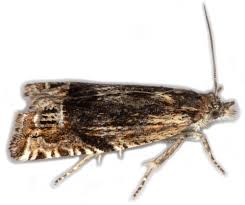 Attēlu rezultāti vaicājumam “Eucosma aspidiscana”