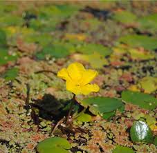 Image result for Seekanne