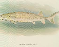 Image result for Acipenser medirostris