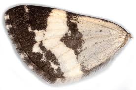 Attēlu rezultāti vaicājumam “Spargania luctuata”