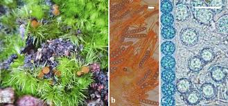 Attēlu rezultāti vaicājumam “Lamprospora tortulae-ruralis”