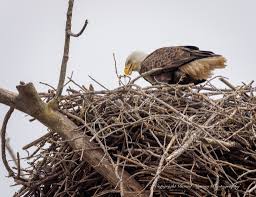 Attēlu rezultāti vaicājumam “Emberiza schoeniclus nest”