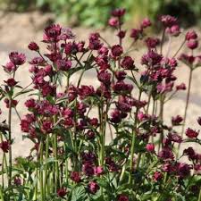 Image result for Astrantia majon `Abbey Road`