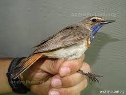 Attēlu rezultāti vaicājumam “Luscinia svecica”