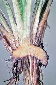 Attēlu rezultāti vaicājumam “Isoetes lacustris”