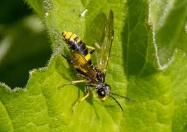 Attēlu rezultāti vaicājumam “Tenthredo scrophulariae exuvia”