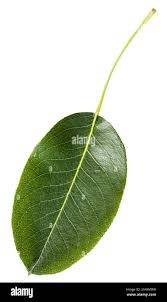 Attēlu rezultāti vaicājumam “Pyrus communis leaf”