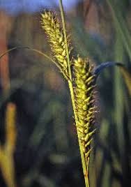 Attēlu rezultāti vaicājumam “Carex atherodes”