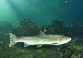 Image result for Salmo salar