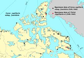 Attēlu rezultāti vaicājumam “Carex capillaris fruit”