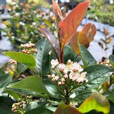 Attēlu rezultāti vaicājumam “Aronia melanocarpa flower”
