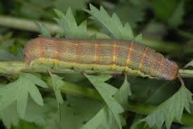 Attēlu rezultāti vaicājumam “Orthosia gracilis”