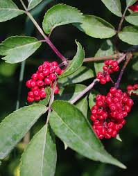 Attēlu rezultāti vaicājumam “Sambucus racemosa”