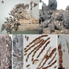 Attēlu rezultāti vaicājumam “Xylaria longipes”