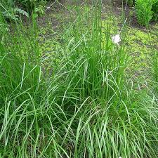 Attēlu rezultāti vaicājumam “Festuca ovina fruit”