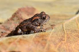 Attēlu rezultāti vaicājumam “Bufo bufo juvenile”