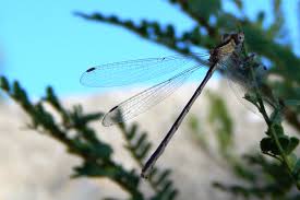 Attēlu rezultāti vaicājumam “Lestidae”
