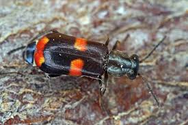 Attēlu rezultāti vaicājumam “Anthocomus fasciatus”