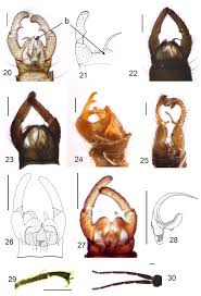 Attēlu rezultāti vaicājumam “Trichocera regelationis”