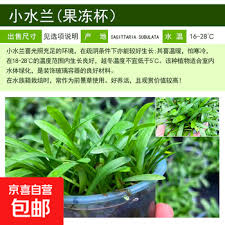 「水蘭」的圖片搜尋結果