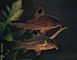Image result for fish corydoras