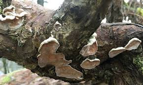 Attēlu rezultāti vaicājumam “Skeletocutis brevispora”