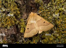 Attēlu rezultāti vaicājumam “Crocallis elinguaria imago”