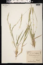 Attēlu rezultāti vaicājumam “Brachypodium pinnatum”