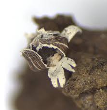 Attēlu rezultāti vaicājumam “Diderma radiatum spores”