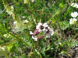 Attēlu rezultāti vaicājumam “Silene chlorantha”