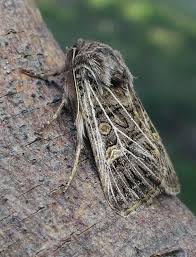 Attēlu rezultāti vaicājumam “Tholera decimalis male”