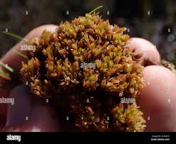 Attēlu rezultāti vaicājumam “Sphagnum compactum”