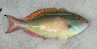 Image result for Sparisoma aurofrenatum