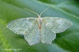 Attēlu rezultāti vaicājumam “Hemithea aestivaria”