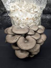 Attēlu rezultāti vaicājumam “Pleurotus ostreatus”