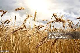 Image result for Secale cereale