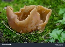 Attēlu rezultāti vaicājumam “Peziza badia”