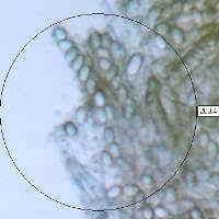 Attēlu rezultāti vaicājumam “Helvella elastica”