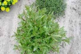 Attēlu rezultāti vaicājumam “Rorippa sylvestris leaf”