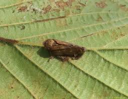 Attēlu rezultāti vaicājumam “Aphrophoridae”