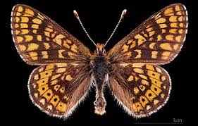 Attēlu rezultāti vaicājumam “Euphydrias aurinia”