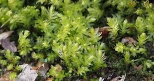 Attēlu rezultāti vaicājumam “Mnium”