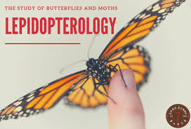 Attēlu rezultāti vaicājumam “Lepidoptera”