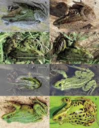 Attēlu rezultāti vaicājumam “Pelophylax”